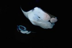 Kona Night Dive. No compositing. Always a great dive. by Andy Lerner 